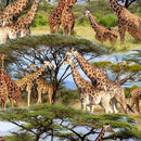 Serengeti Plains DCX11948-DAWN-D